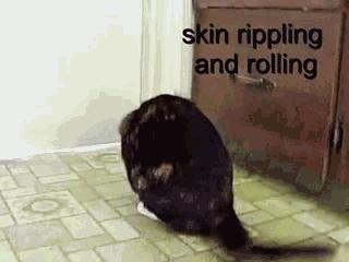 猫咪能看到鬼吗,猫咪能看到灵异东西吗