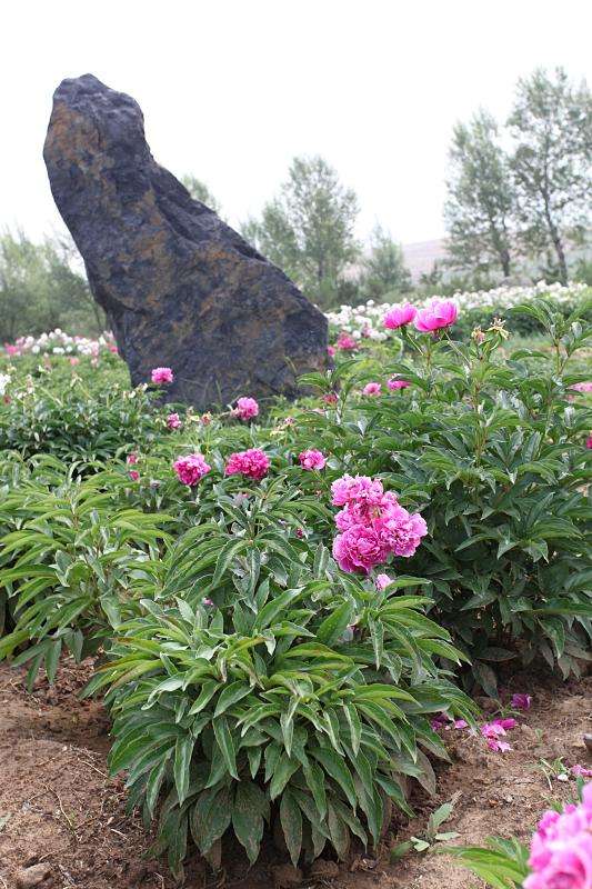 花中宰相芍药花开,花中宰相指什么花