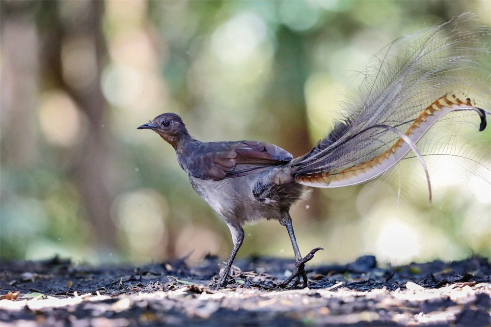 热带雨林最可怕会飞的鸟,山里常见的尾巴很长的鸟