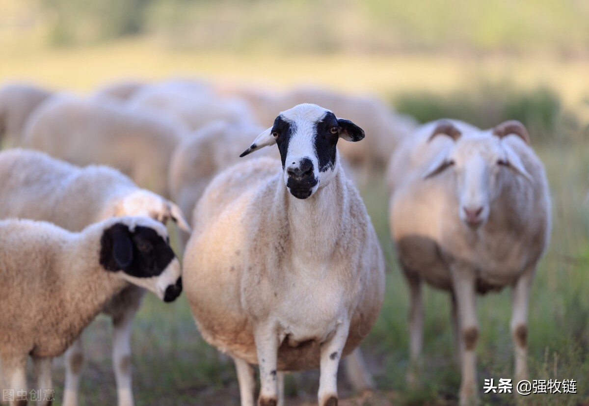 羊太瘦了怎么样增肥,羊怎么越养越瘦