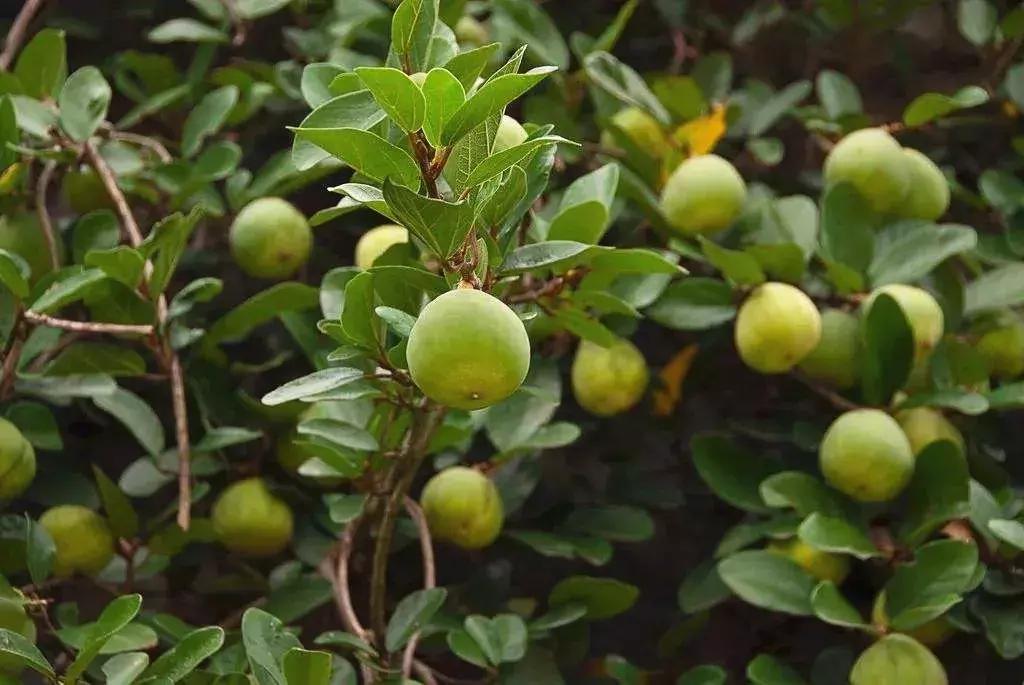 白色凉粉和黄色凉粉的区别,跟凉粉一样的东西是什么