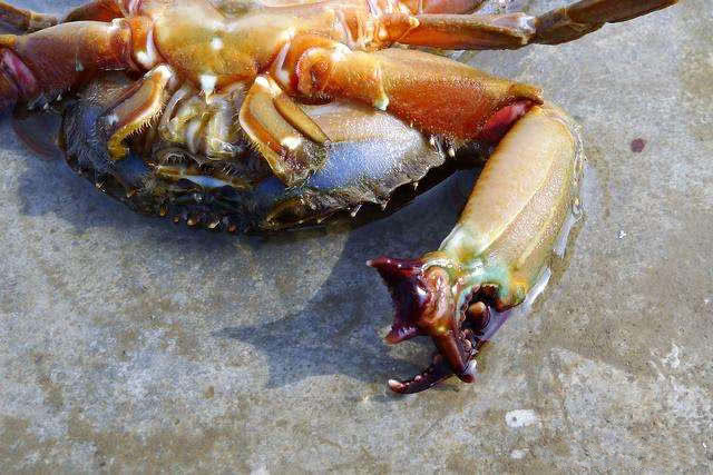 为何人类不能像壁虎一样断肢再生,壁虎断尾巴再生过程