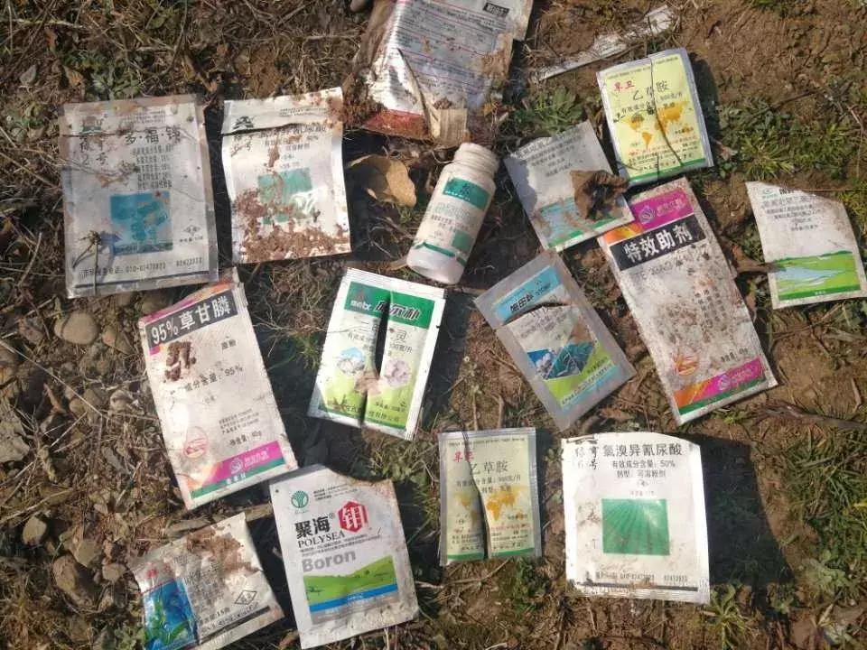 攀枝花番茄几月份成熟,攀枝花番茄自然熟