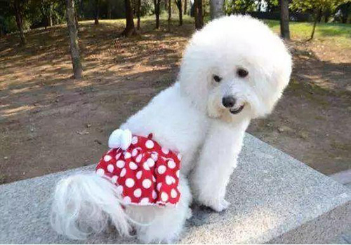 狗狗夏天饲养方法大全,狗狗宠物养殖注意事项大全