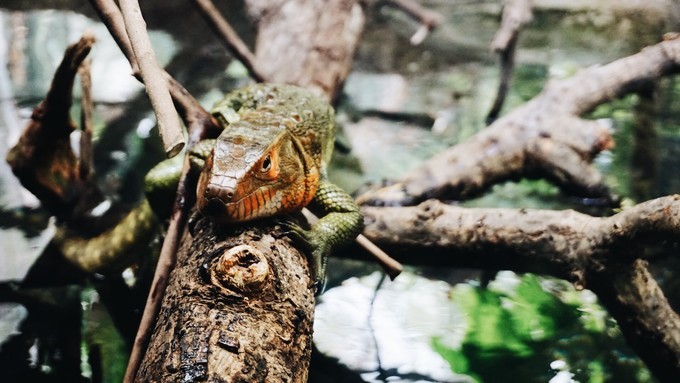 狮城新加坡自由行,新加坡7日游攻略