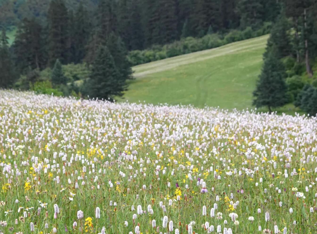 成都清明节近郊游单程一小时,清明节成都徒步旅行