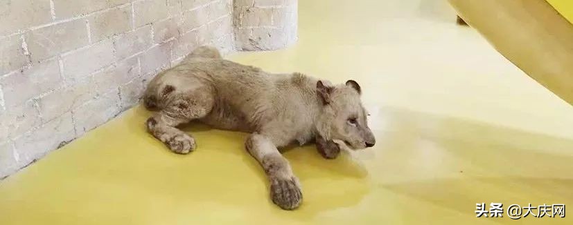 受伤，断趾，一股恶心味儿……哈尔滨竟存在这样一个动物园，看完扎心了