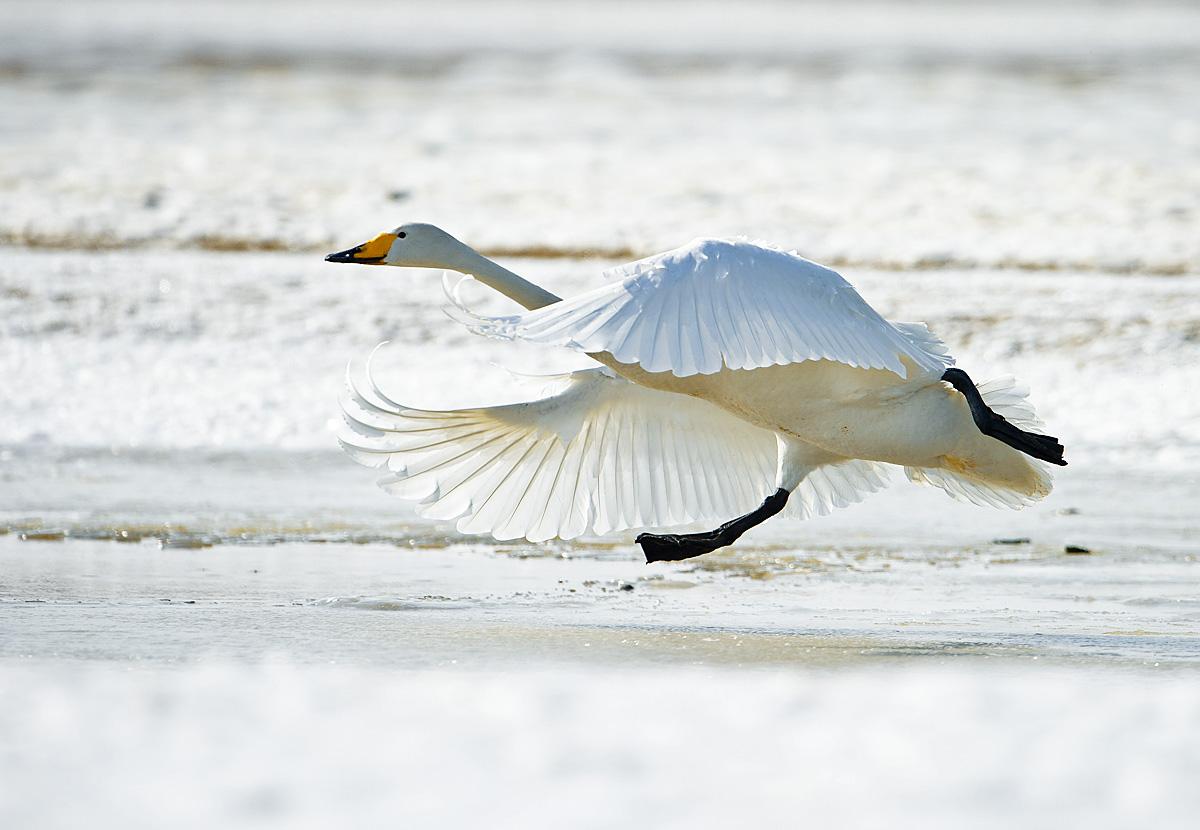 契丹人是游牧还是渔猎,契丹人是渔猎民族吗