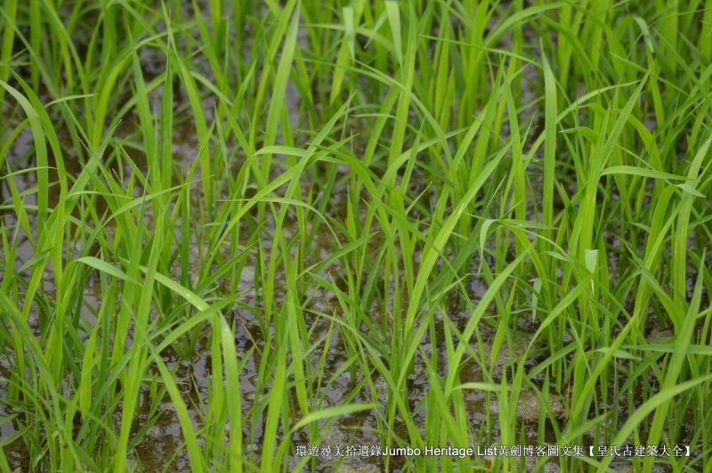 第3034回：无风雨不知花可惜，无患难不知人可谋