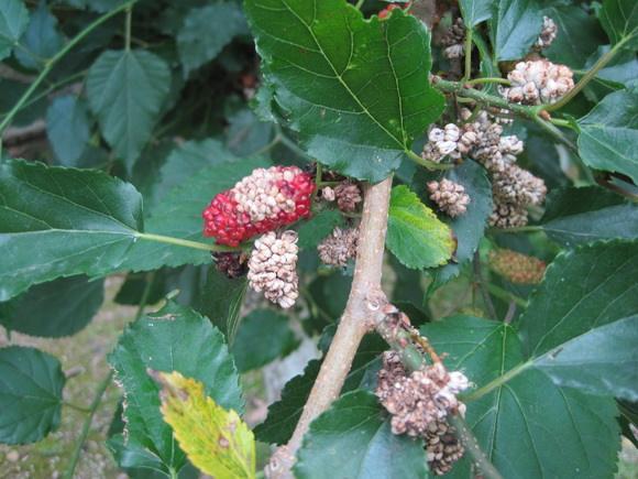 桑葚白果病怎么防治,桑葚白果病防治