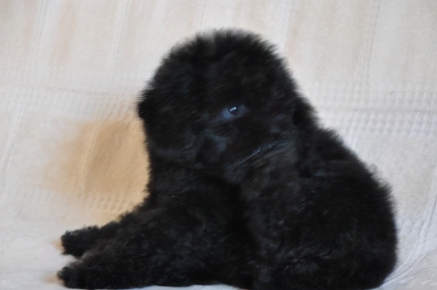 黑色贵宾犬好养吗,黑色贵宾犬为什么不建议养