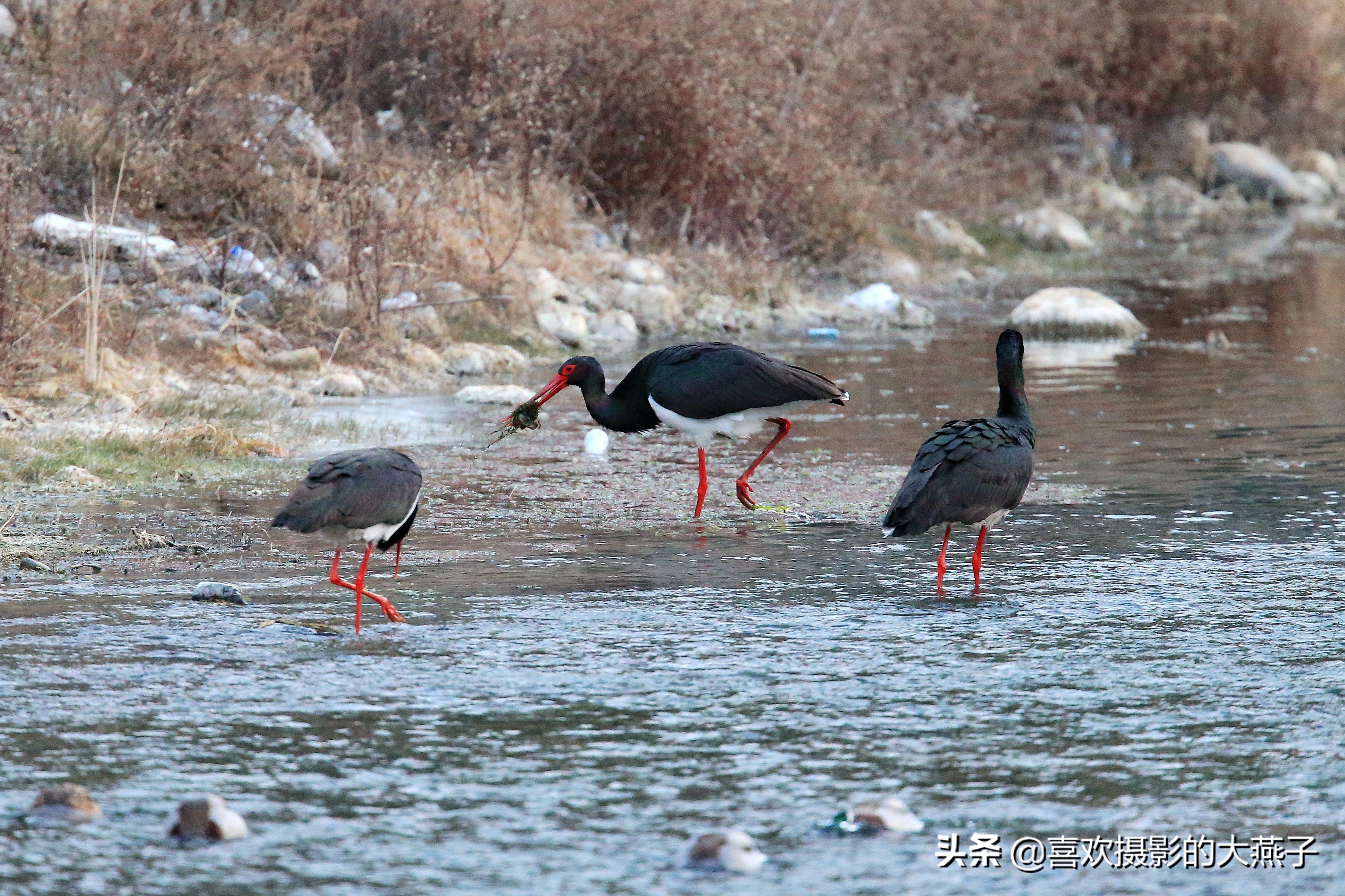珍稀鸟类黑鹳来到河北井陉县越冬,房山十渡有什么野生动物