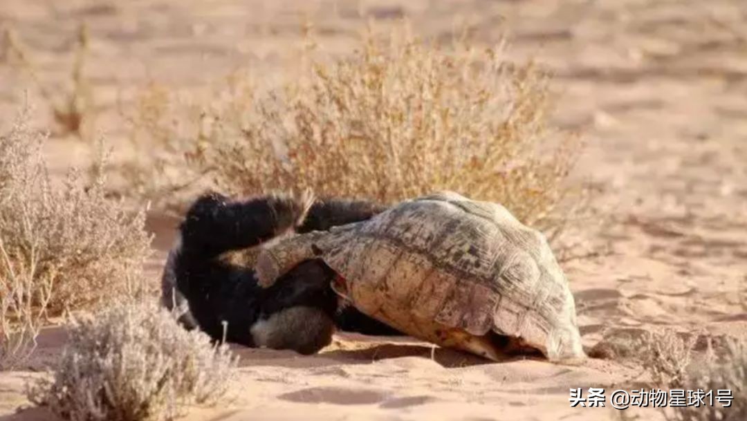 平头哥蜜獾照片,蜜獾平头哥动物科普