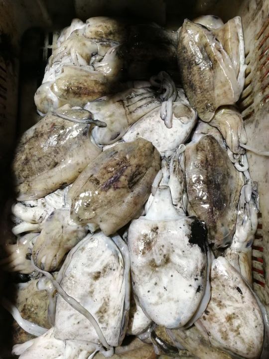 威海哪里有刚出海回来的海鲜,威海买海鲜哪里的新鲜便宜