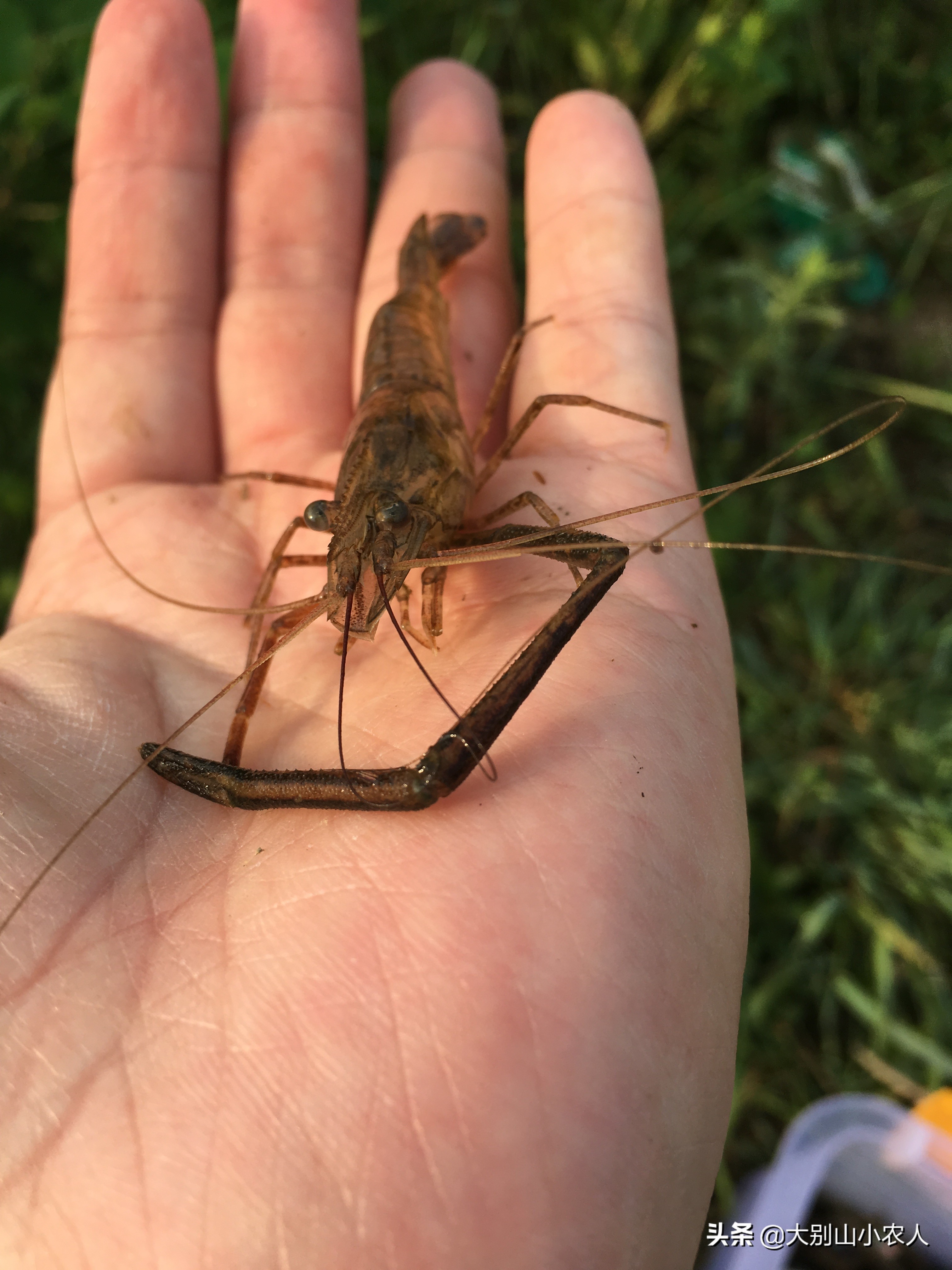 虾闹窝的最佳治疗方法,野钓避虾最好的方法
