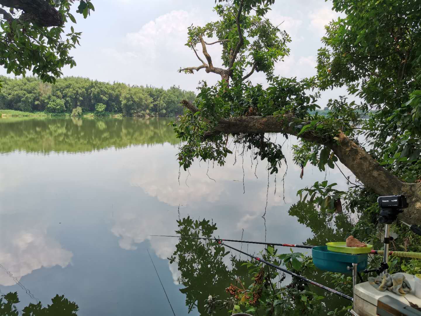 钓土鲮遇到小罗非多怎么办,小罗非闹窝用麻团钓法