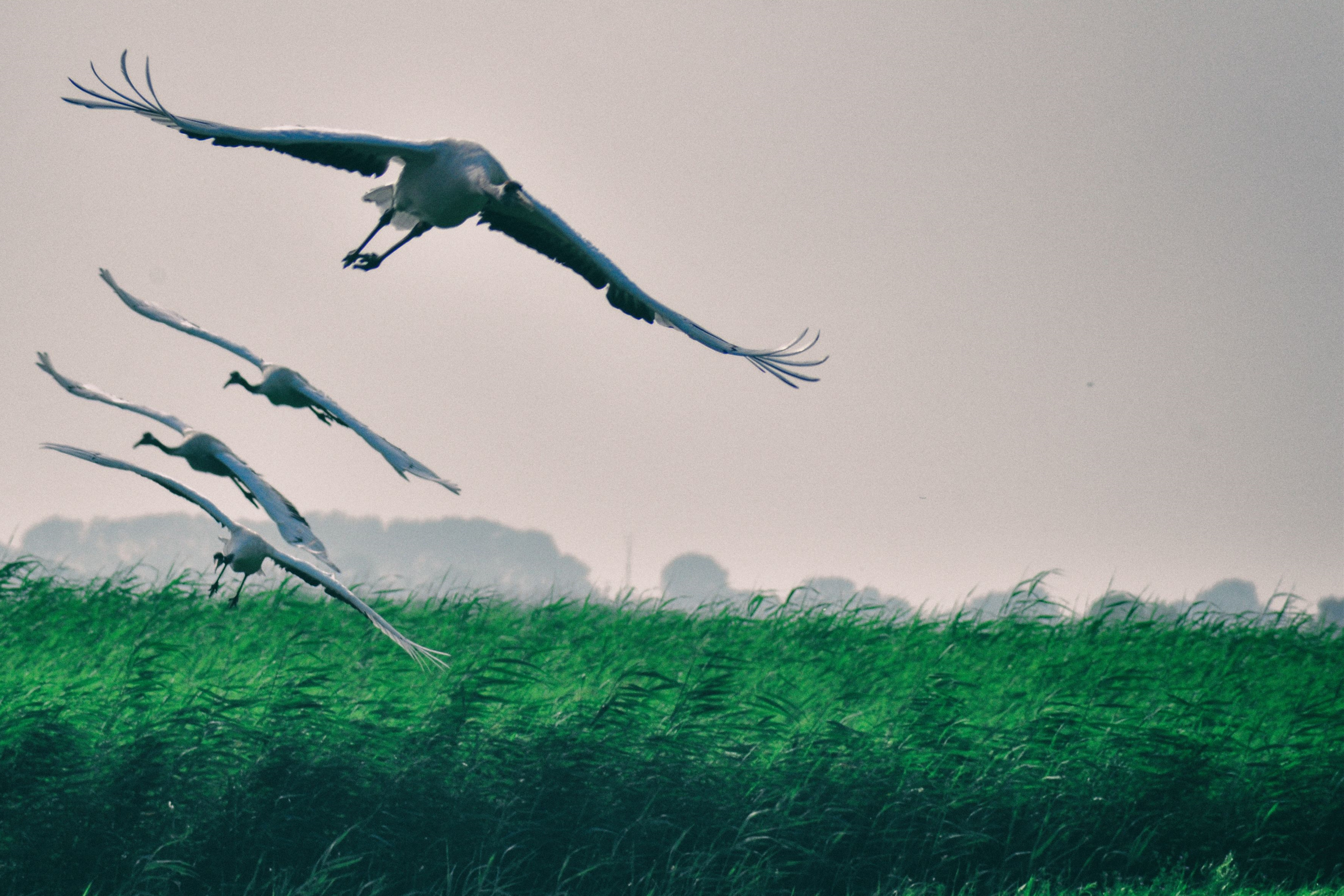 东北边疆,东北行游记2019