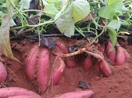 小虫子危害大怎么办,红薯第一次种植灌水的正确方法