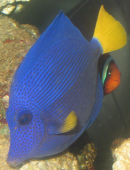 十大最好看的观赏鱼图片大全,十种最漂亮的观赏鱼图片