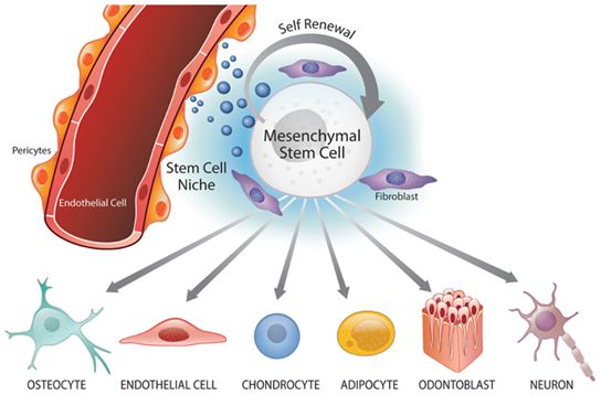 间充质干细胞注射抗衰老作用,间充质干细胞局部注射治疗肾损伤