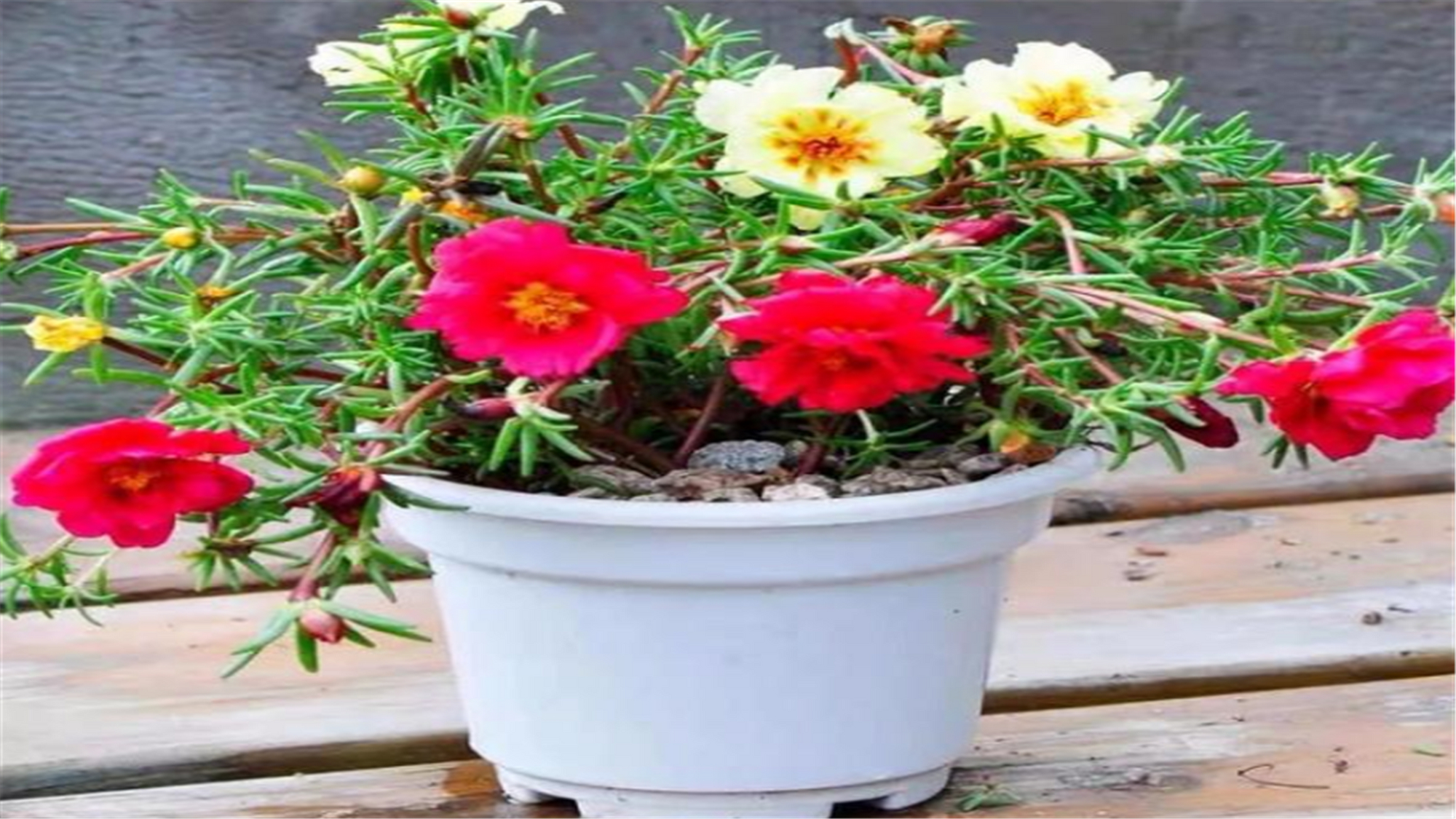 盆栽梅花夏季烂根怎么办,怎么防止盆栽烂根