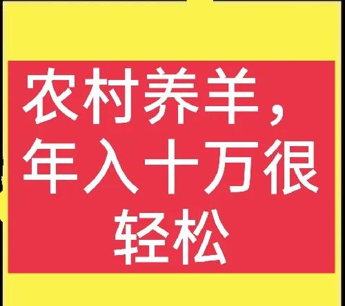 养羊养1000只羊一年能挣多少钱,养羊怎样利润最大