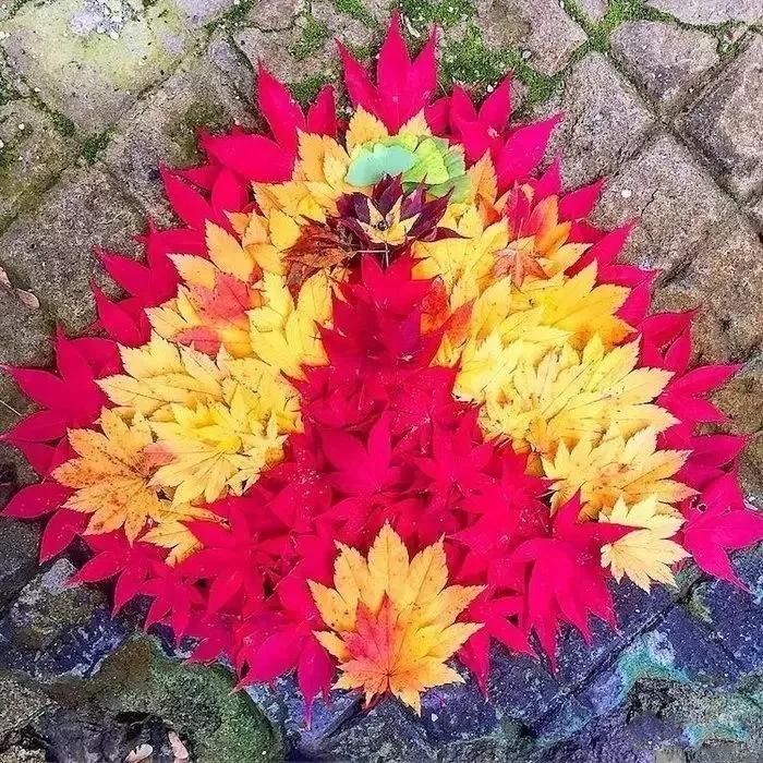 把秋天的落叶变成手工艺术品,秋天大自然手工创意