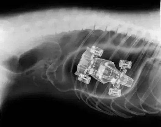 狗狗的肚子……其实是个“百宝箱”？