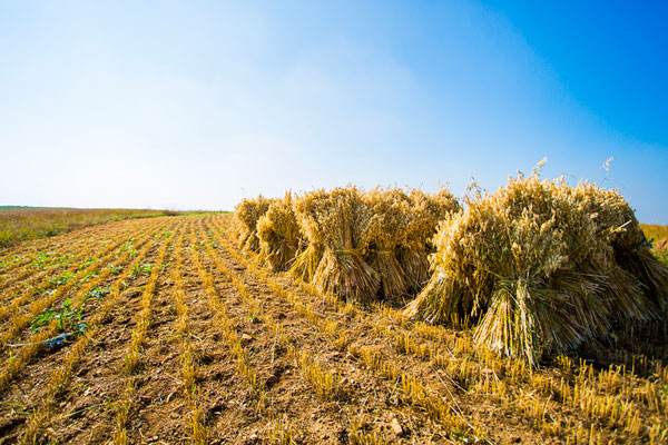 筇竹寺故事,千年古寺筇竹寺