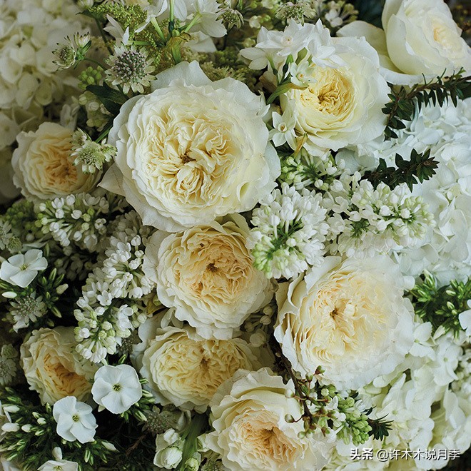 完全无刺的月季花,月季没刺的品种