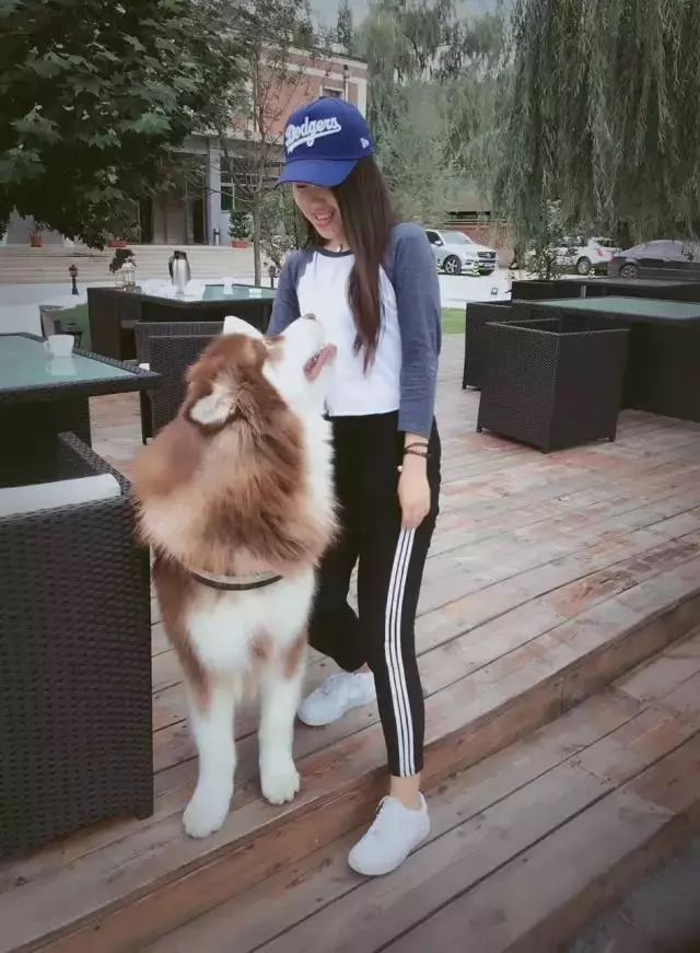 全国首家七星宠物度假酒店,最豪华的宠物酒店