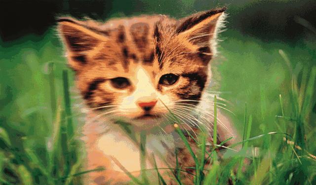 视力恢复有什么办法,视力恢复有什么方法