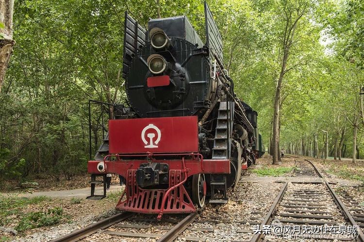 济南的法国梧桐,济南梧桐树美景