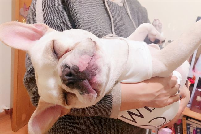 养一只法国斗牛犬一个月要多少钱,法国斗牛犬优缺点