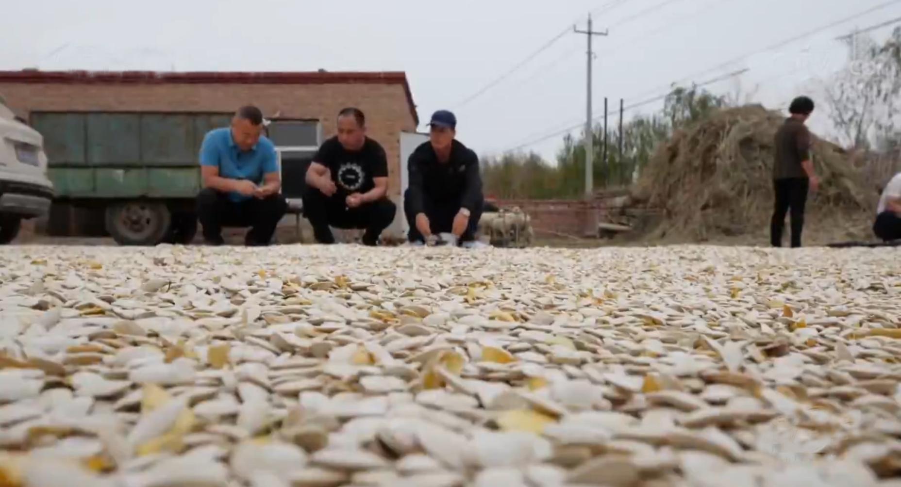 种植西葫芦挣一个亿,农民种植西葫芦亩收入