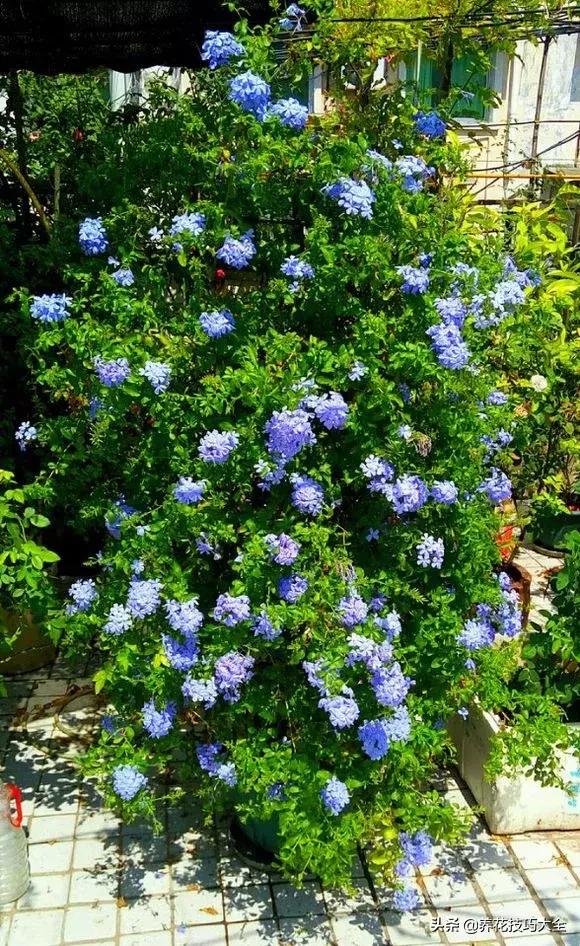 这十种爬藤花一开就是三年,3种极品爬藤花30天爬满庭院农村