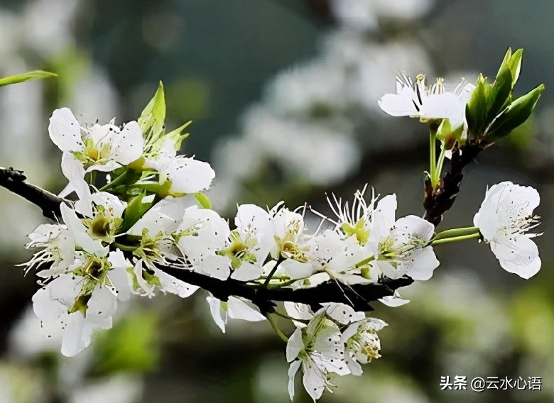 十首最落魄穷困潦倒的七绝诗句,写尽人生的七言绝句诗