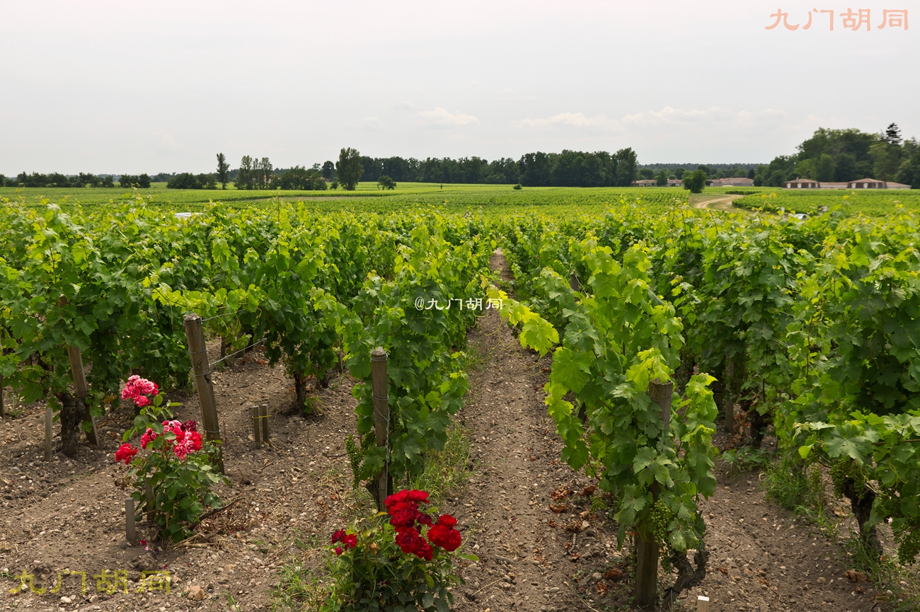 法国旅游葡萄酒庄,法国波尔多酒庄旅游攻略