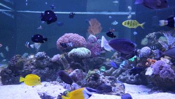 绚丽珊瑚海300+种海底生物，火爆盆友圈的网红打卡圣地就在中山路