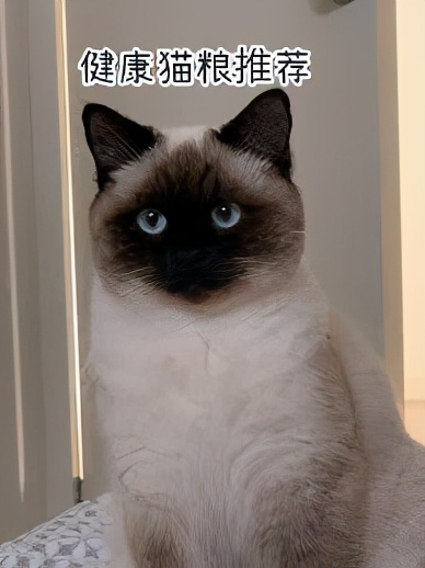 进口猫粮怎么买才能买到正品,进口猫粮推荐吃什么