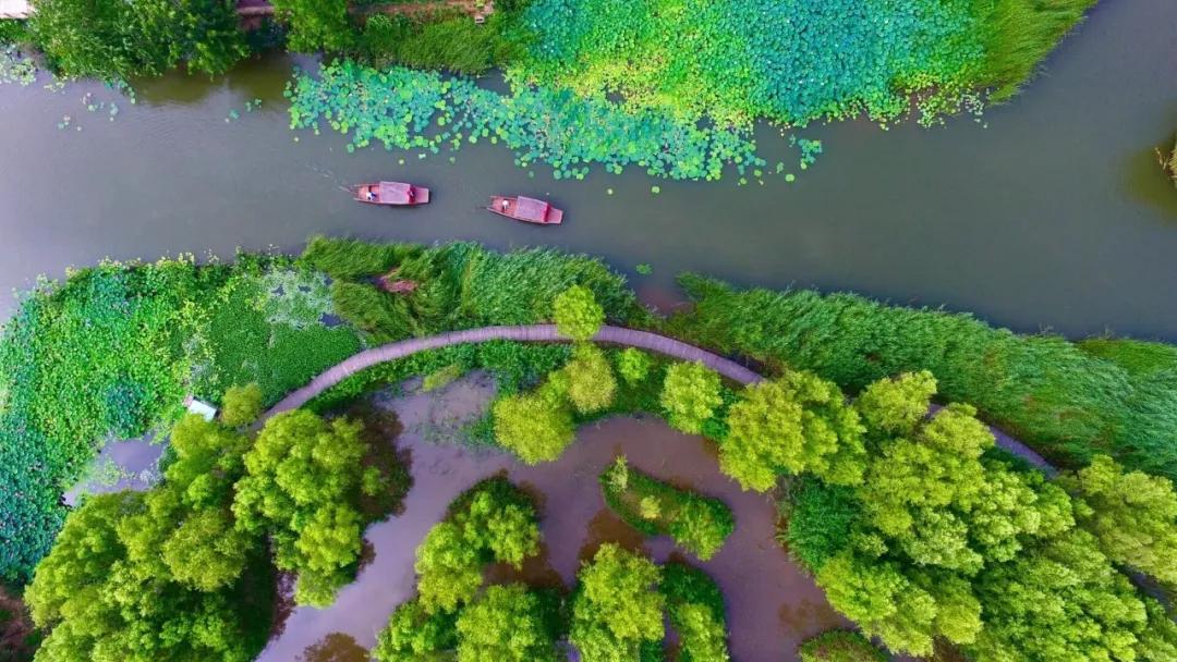 夏季最美荷花在哪里,山东最漂亮的荷花