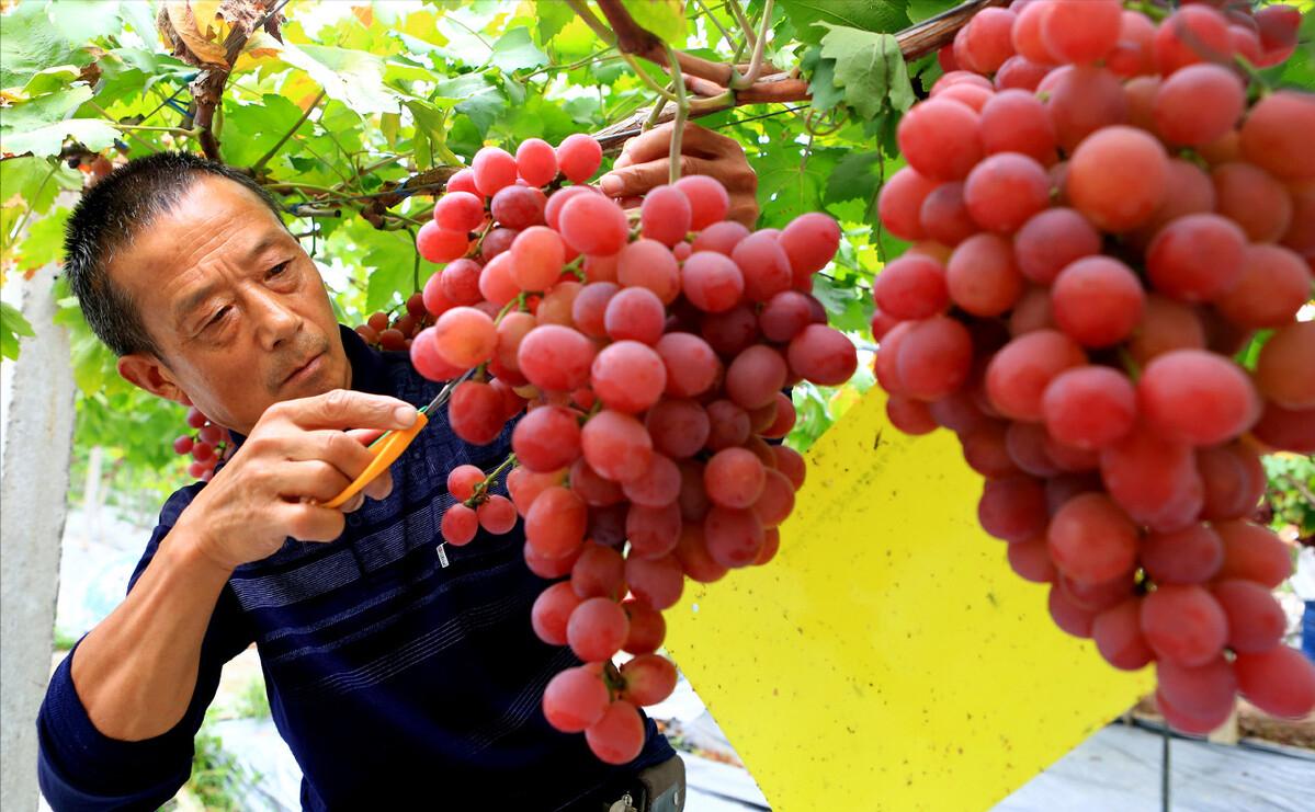 农村种植葡萄一年收入,80后小伙创业种葡萄