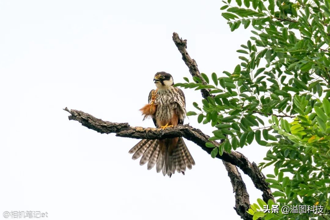 适马150-600s镜头评测,适马新镜头70-200