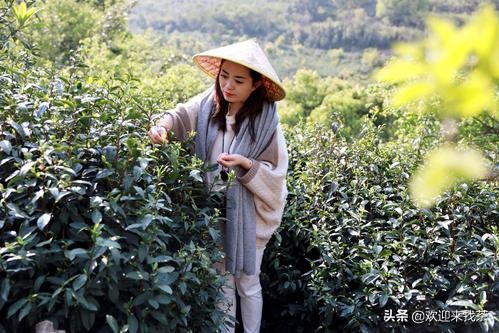 碧螺春出自于哪个地方的茶叶,碧螺春又名什么