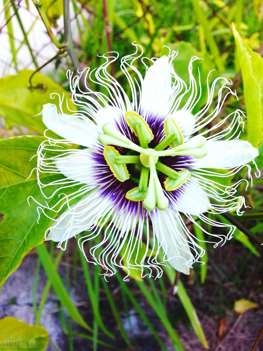 100种常见园林图鉴,列举20类不同的园林花卉