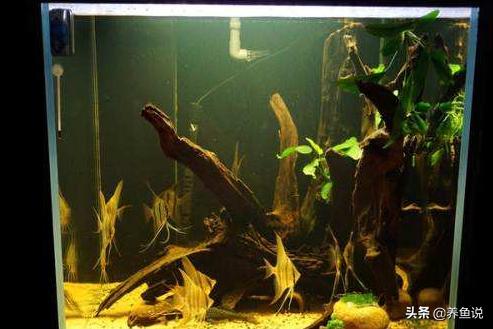 鱼缸黄水常见3大原因及其解决办法，以及利弊分析大全
