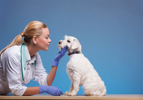 养宠知识狗狗呕吐了怎么办,幼犬狗狗拉肚子又吐怎么办