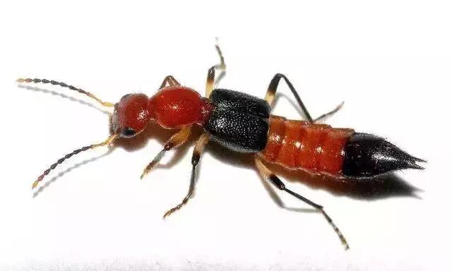 夏季孩子必须注意的虫子,夏天宝宝一定要小心蜱虫