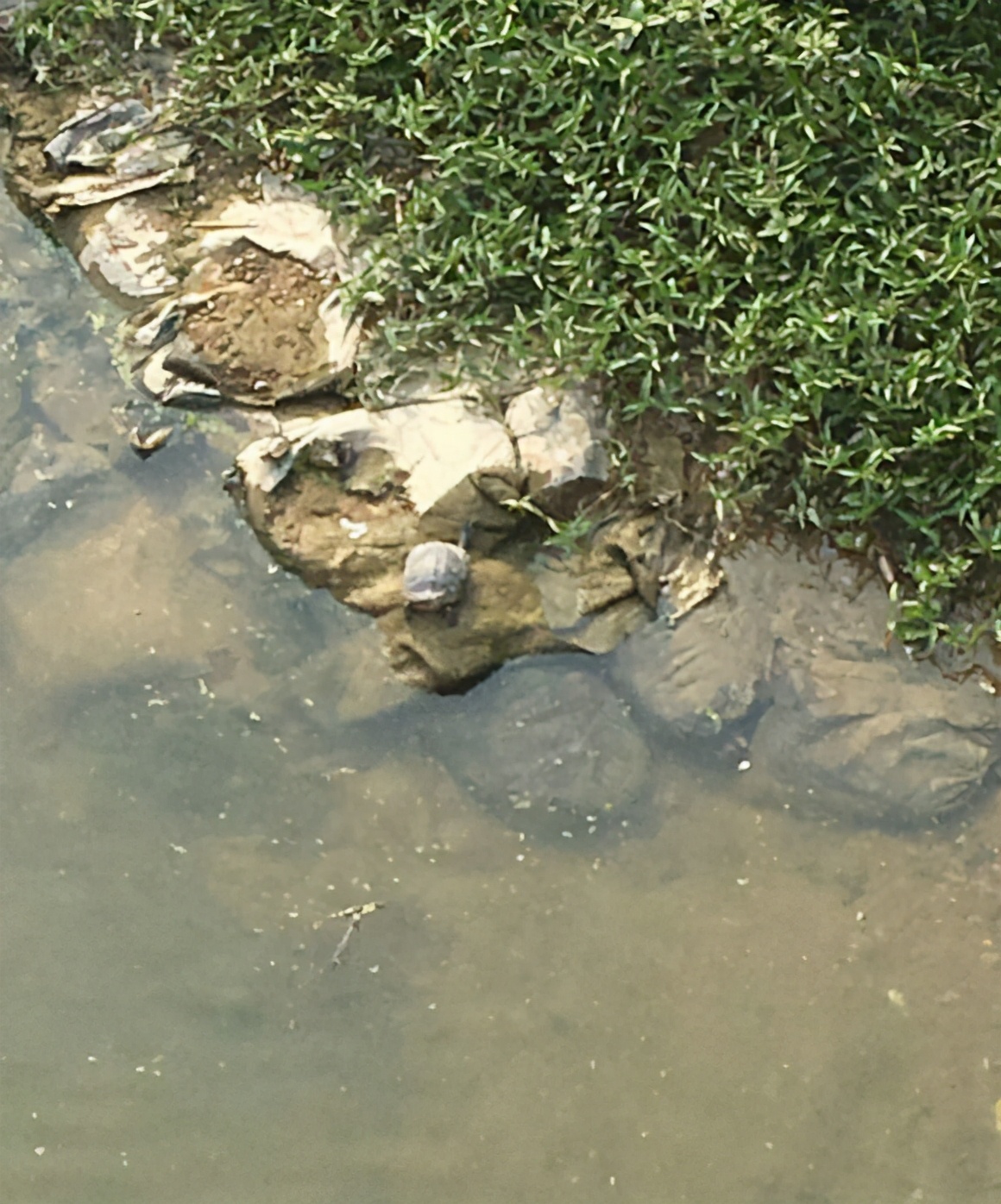 男子山里捡到乌龟养了七年照片,爬山捡到乌龟