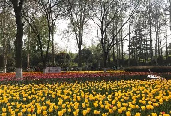 西安郁金香打卡地,去西安哪种郁金香最好